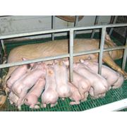 Осеменение свиноматок в Молдове фото