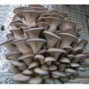 Переработка |выращивание грибов фото