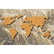 Экспорт зерновых Молдова фото