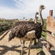 Экскурсия на страусиную ферму в Липецкой области фото