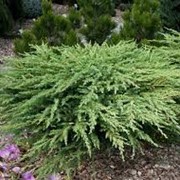 Можжевельник прибрежный Блю Пасифик Juniperus conferta Сорт Blue Pacific высота 5-10см фото