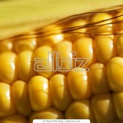 Кукуруза от производителя. фотография