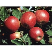 Саженцы яблонь Айдаред фотография
