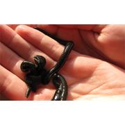 Гирудотерапия в Кишиневе фото