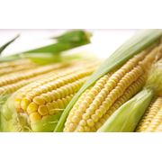 Кукуруза посевная фотография