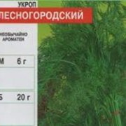 Семена укропа Лесногородский. фотография