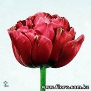 Тюльпан Renown Unique фотография