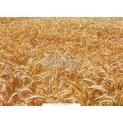 Пшеница золотая