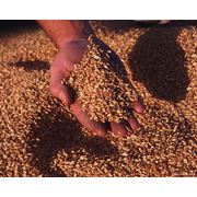 Зерно зерновые культуры в Молдове фото