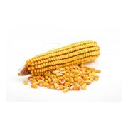 Кукуруза зерно, продажа оптом фото