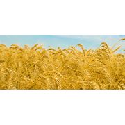 Пшеница многолетняя фотография