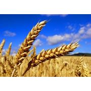 Пшеница твердая фотография