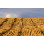 Пшеница посевная фотография