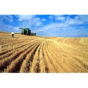 Пшеница в Молдове фото