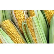 Кукуруза продовольственная в Молдове
