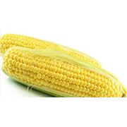 Кукуруза посевная