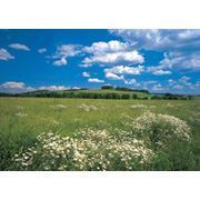 Продажа земли сельскохозяйственного назначения фото