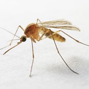 Услуги по уничтожению комаров фото