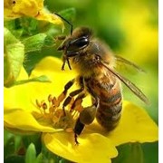 Лекарственные препараты на основе пчелиного сырья фотография