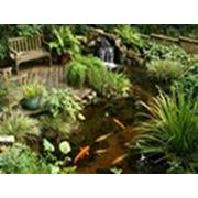 Водные сады фото