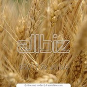 Пшеница фуражная 5 класс