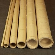 Бамбук стволовой фото