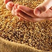 Закупаем зерно, кукурузу фото