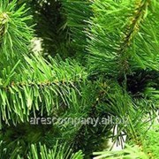 Ель обыкновенная Picea abies Maxwellii 50-60 C25