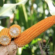 Насіння кукурудзи КВС-Україна БОГАТИР, міш