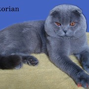 Скоттиш фолд британцы, британский котенок фото