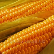 Семена кукурузы Одесский 385, Любава МВ фото