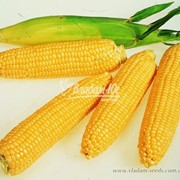 Кукуруза цукрова Леженд F1 1 кг. Clause фотография