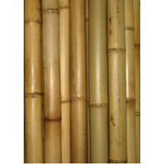 Бамбуковый ствол. фото
