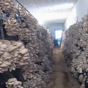 Строительство грибных производств от 200 до 5000 м кв. фотография