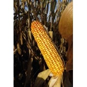 Семена кукурузы Мас 25.Ф (MAS 25.F) (Импорт) фотография