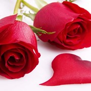 Розы красные Rose Freedom фото
