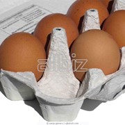 Купить куриные яйца оптом фотография
