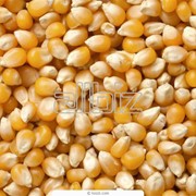 Семена кукурузы Варта МВ фотография