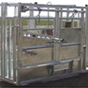 Станки для ветеринарной обработки крупного рогатого скота фото