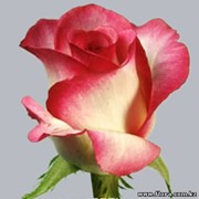 Роза Queen Amazon фото