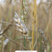 Пшеница, ячмень, кукуруза, гречка, подсолнечник, рипак, соя фото