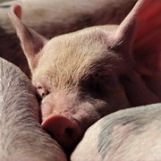 Свиньи мясной породы фотография