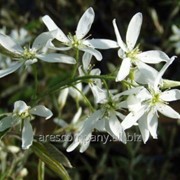 Ирга Amelanchier rotundifolia Edelweiss A 40 – 60