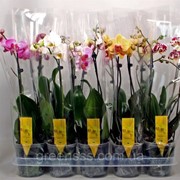 Орхидея Фаленопсис микс -- Phalaenopsis mixed