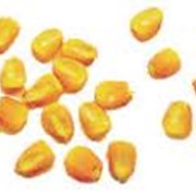 Семена кукурузы САНРАЙЗ F1 сверхранний гибрид суперсладкого типа -Агри Заатен Украина фотография