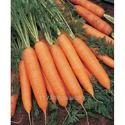 Семена моркови, Бангор F1, производитель: Bejo (упаковка 1000000 сем.) фотография