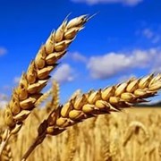 пшеница фотография