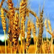 Выращивание зерновых технических и прочих культур, не отнесенных к другим классам растениеводства