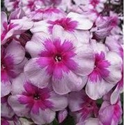Флокс Старый маяк фото