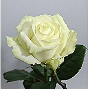 Белые Розы "Аваланж", доставка Крым